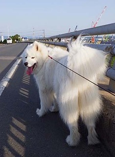 dote_i1805154.jpg
