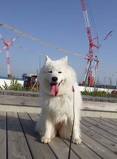 dote_i1805156.jpg