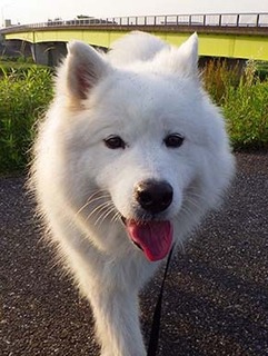 dote_i1805165.jpg