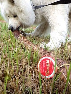 dote_i1805167.jpg