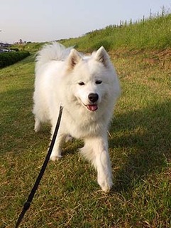 dote_i1805168.jpg