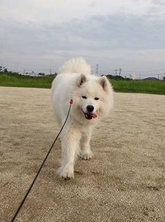 dote_i1805172.jpg