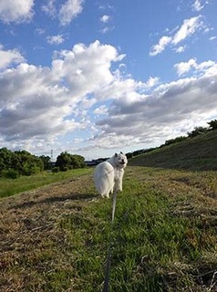 dote_i1805204.jpg