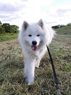 dote_i1805205.jpg