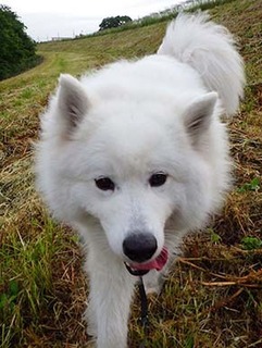 dote_i1805231.jpg