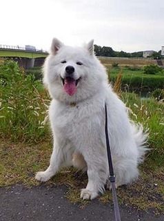 dote_i1805237.jpg
