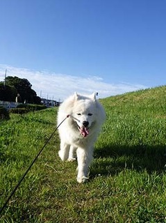 dote_i1806017.jpg