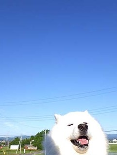 dote_i1806018.jpg