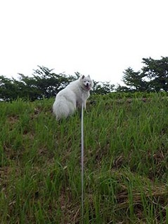 dote_i1806024.jpg