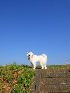 dote_i1806031.jpg