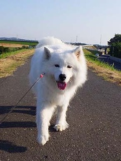 dote_i1806037.jpg