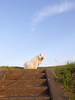 dote_i1806041.jpg