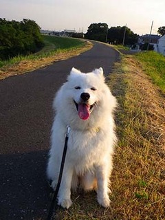 dote_i1806042.jpg