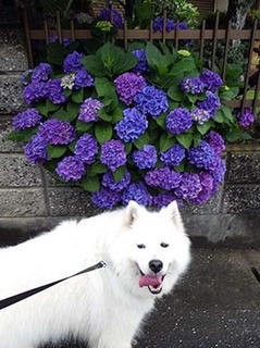dote_i1806075.jpg