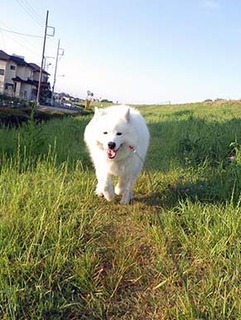 dote_i1806082.jpg