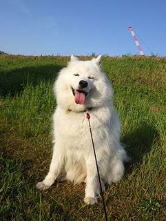 dote_i1806083.jpg
