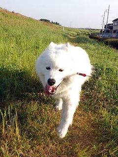 dote_i1806084.jpg