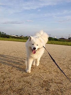 dote_i1806092.jpg