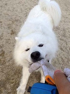dote_i1806094.jpg