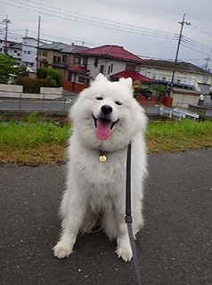 dote_i1806101.jpg