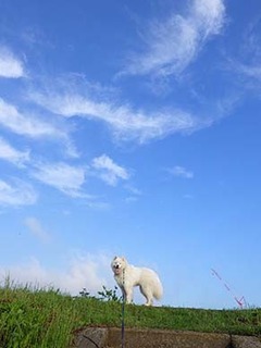 dote_i1806131.jpg