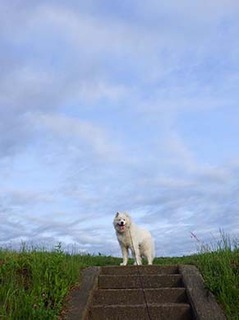dote_i1806141.jpg