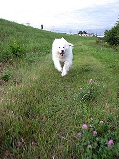 dote_i1806145.jpg