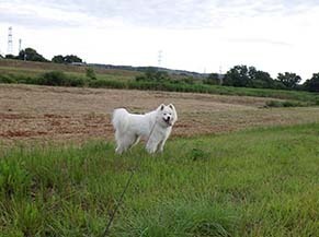 dote_i1806146.jpg