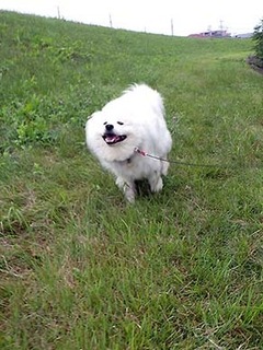 dote_i1806172.jpg