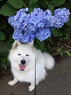 dote_i1806178.jpg