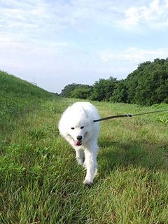 dote_i1806192.jpg