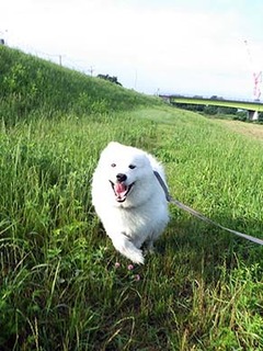 dote_i1806193.jpg