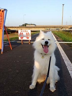 dote_i1807023.jpg