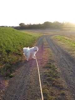 dote_i1807024.jpg