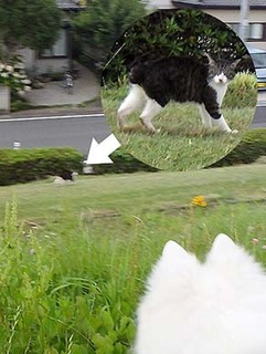 dote_i1807043.jpg