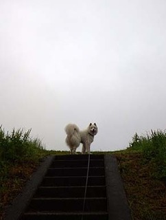 dote_i1807071.jpg
