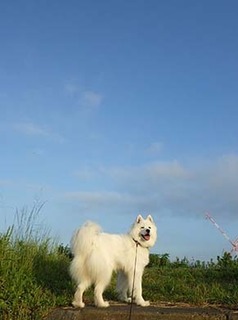 dote_i1807091.jpg