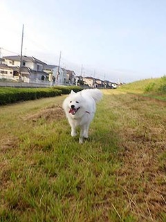 dote_i1807093.jpg