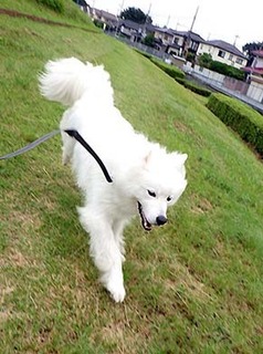 dote_i1807123.jpg