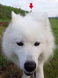 dote_i1807144.jpg