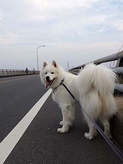 dote_i1807172.jpg
