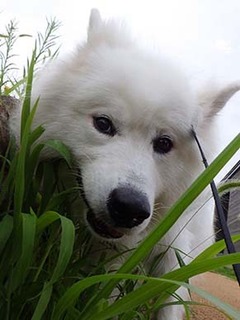 dote_i1807175.jpg
