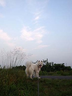 dote_i1807181.jpg