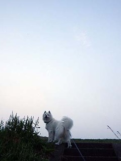 dote_i1807193.jpg