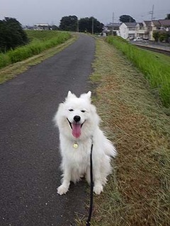 dote_i1807194.jpg