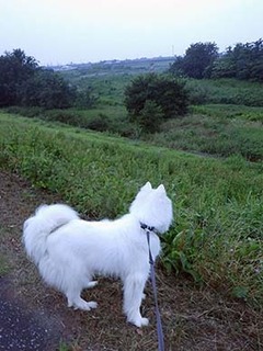 dote_i1807195.jpg