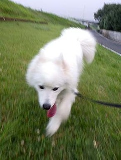 dote_i1807196.jpg
