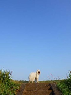 dote_i1807211.jpg
