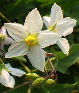 dote_i1807213.jpg