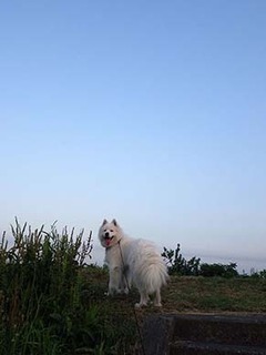 dote_i1807221.jpg